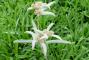 Seminte profesionale  Leontopodium alpinum - Floare de Colt - imagine 49500